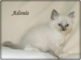 /album/adonis/adonis-6-hetes-004-jpg/